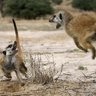 Meerkat