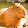 capybara5012