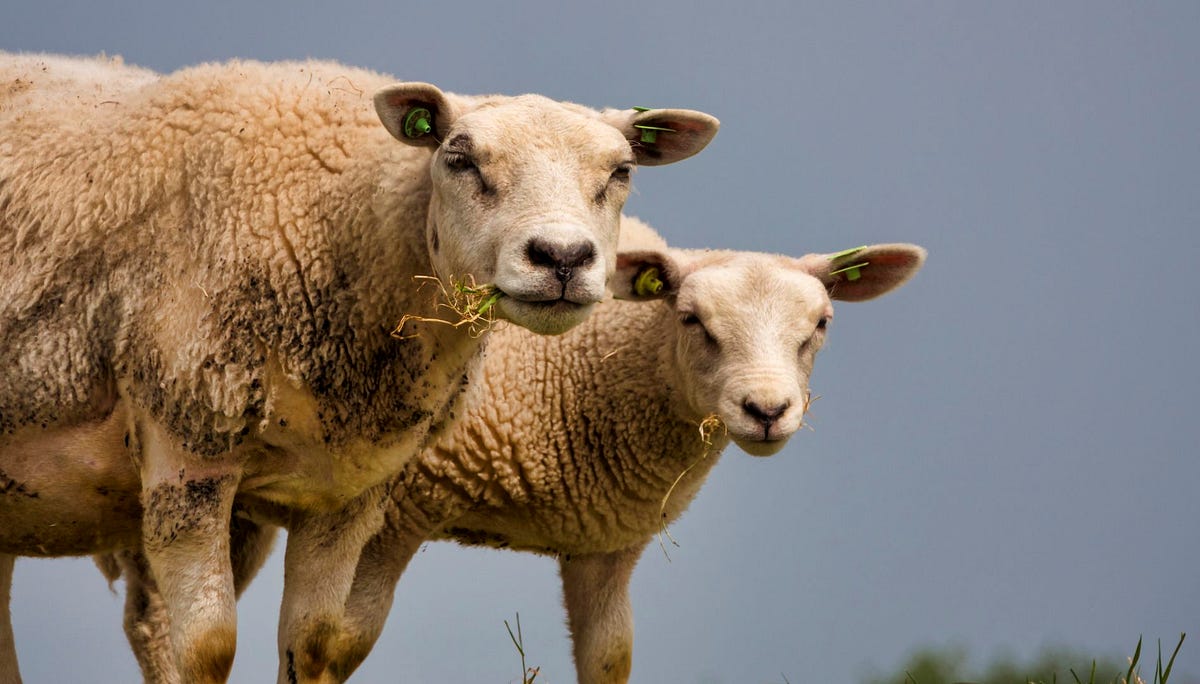 captain-woof.medium.com