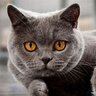 Grey Cat