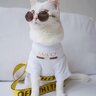 cat_gucci