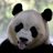 pandapanda666