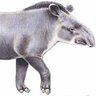 Tapir