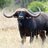 buffalo