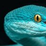 AspidSnake