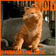 kot.gif