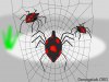 spider_in_the_web.jpg