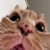 shocked cat.png