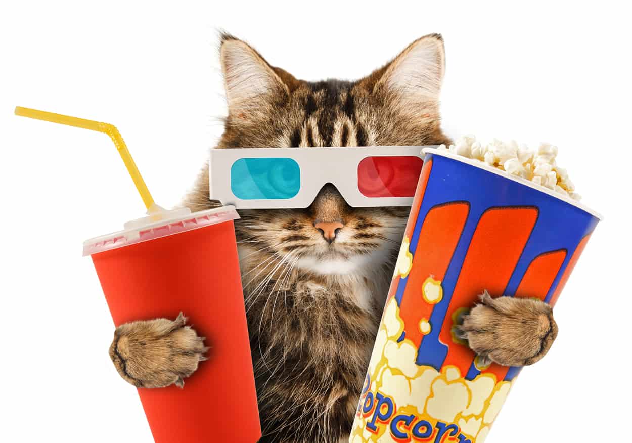 CATS-AND-POPCORN.jpg
