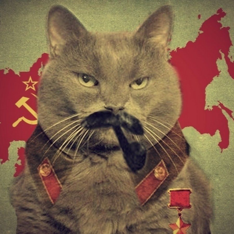 1680776740_animals-pibig-info-p-kot-stalin-zhivotnie-oboi-1.jpg