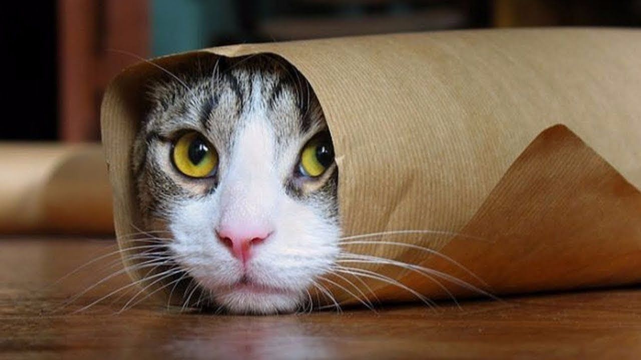 maxresdefault (1).jpg