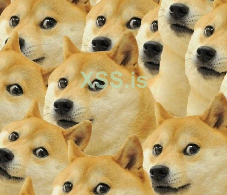 shiba.jpeg