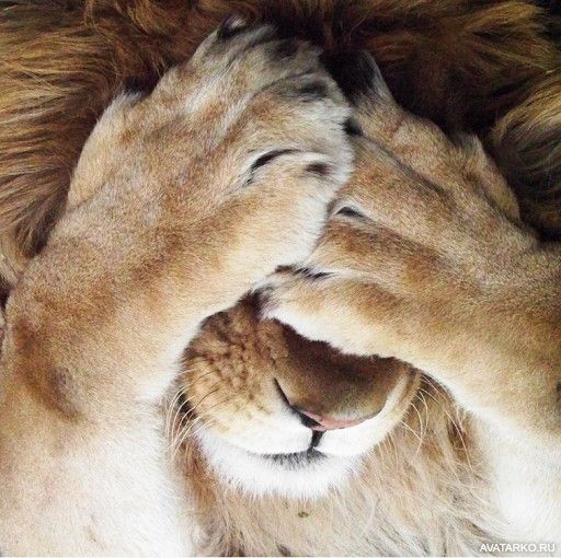 zhivotnye_lev_facepalm_2175.jpg